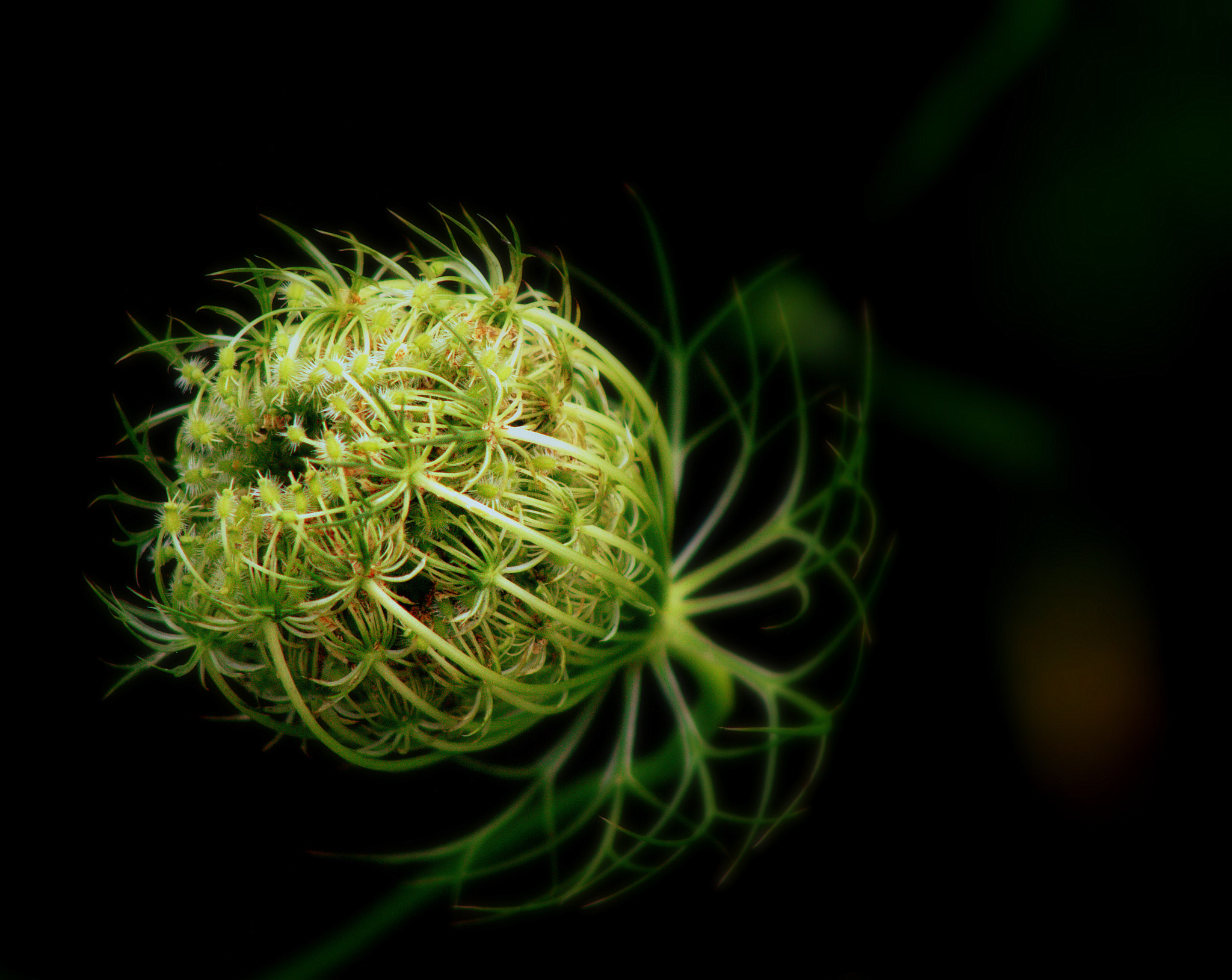 Canon EF 75-300mm f/4-5.6 USM sample photo. Queen anne's lace photography