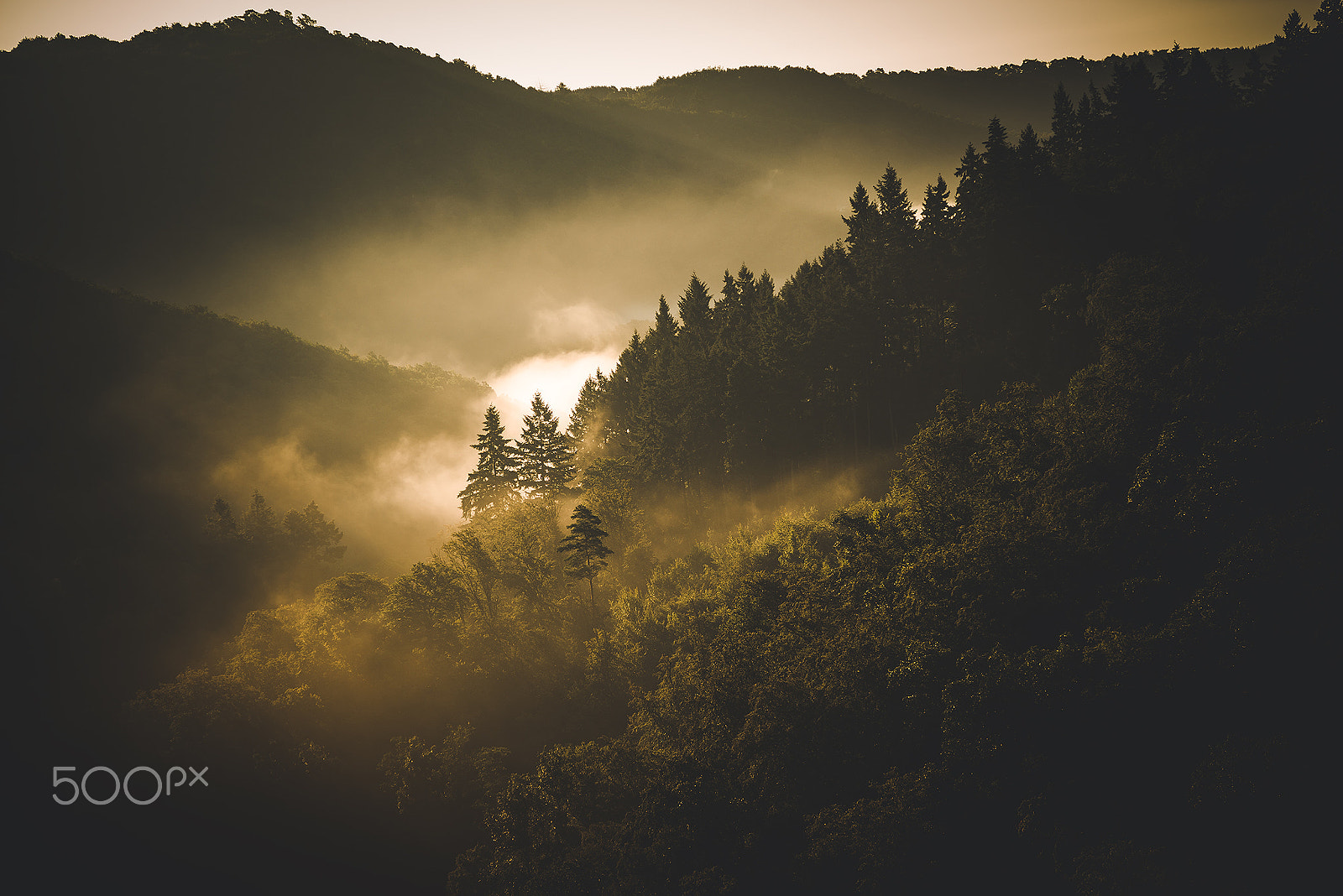 Sony a7R sample photo. Foggy forest photography