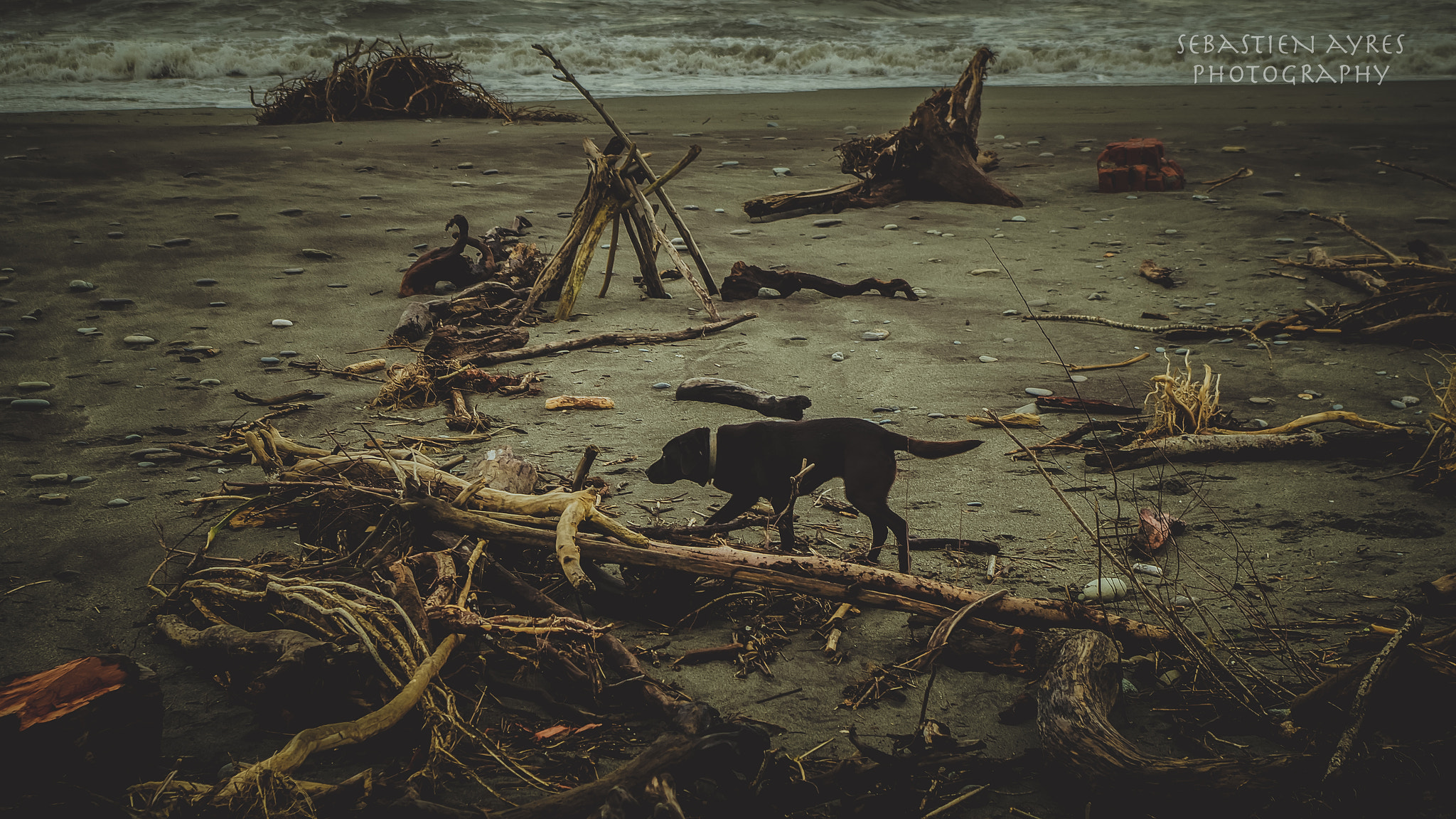 Pentax K-S2 sample photo. Dog on beach photography
