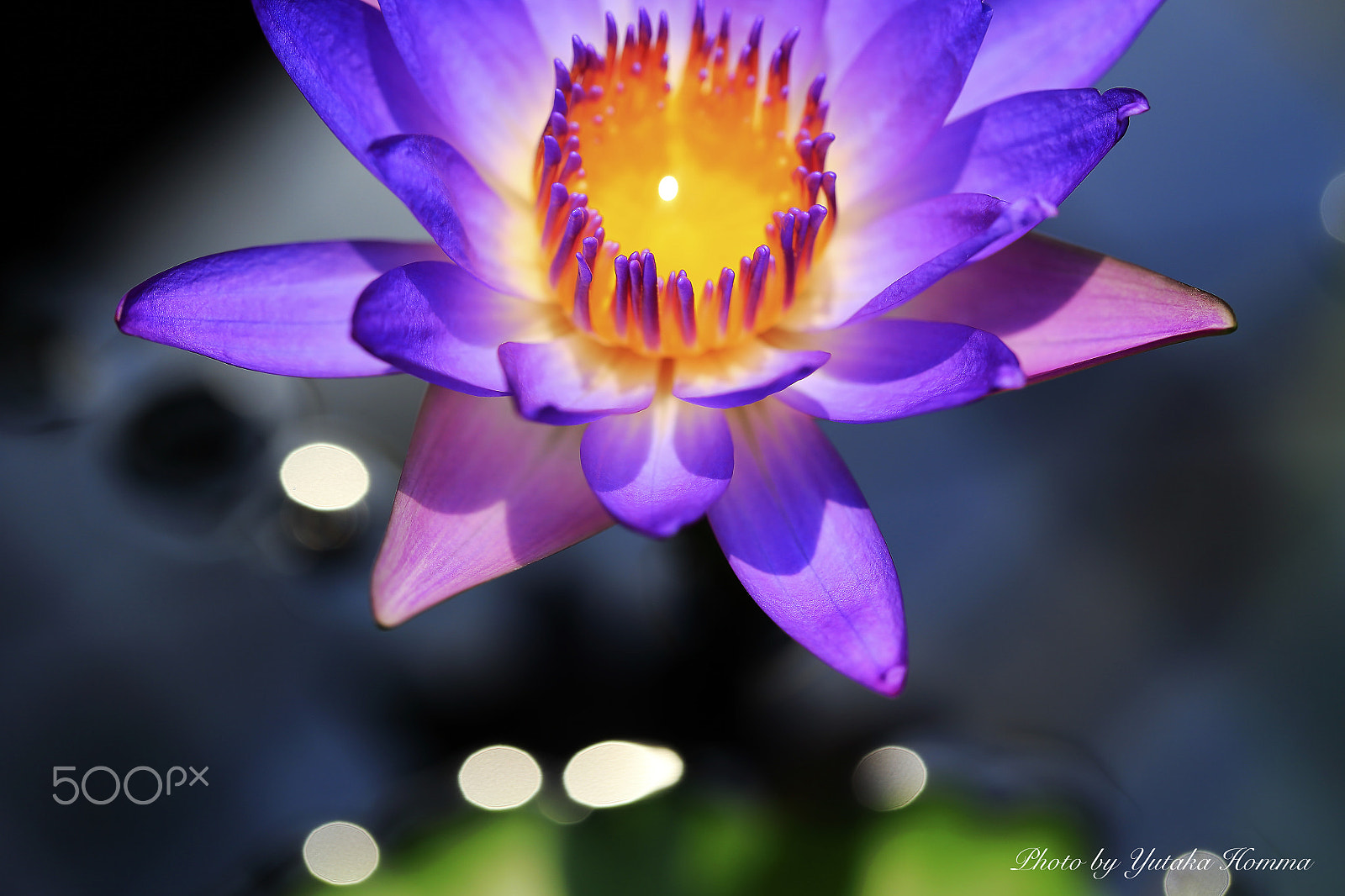 Canon EF 100mm F2.8L Macro IS USM sample photo. Sun reflected in the flower photography