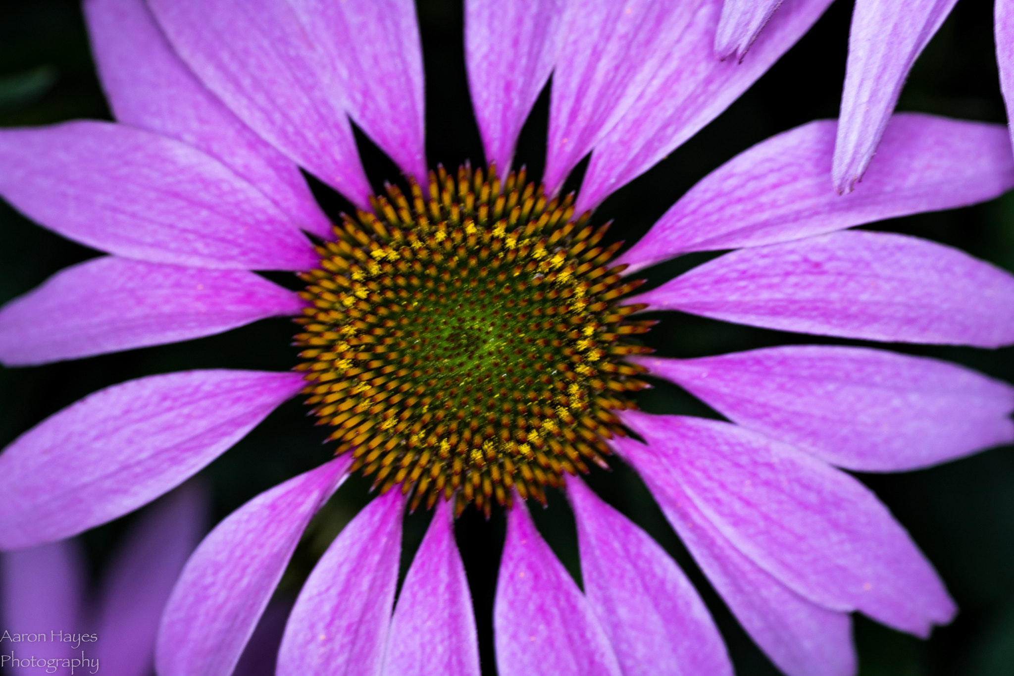 Tokina AT-X Pro 100mm F2.8 Macro sample photo. Macro monday photography