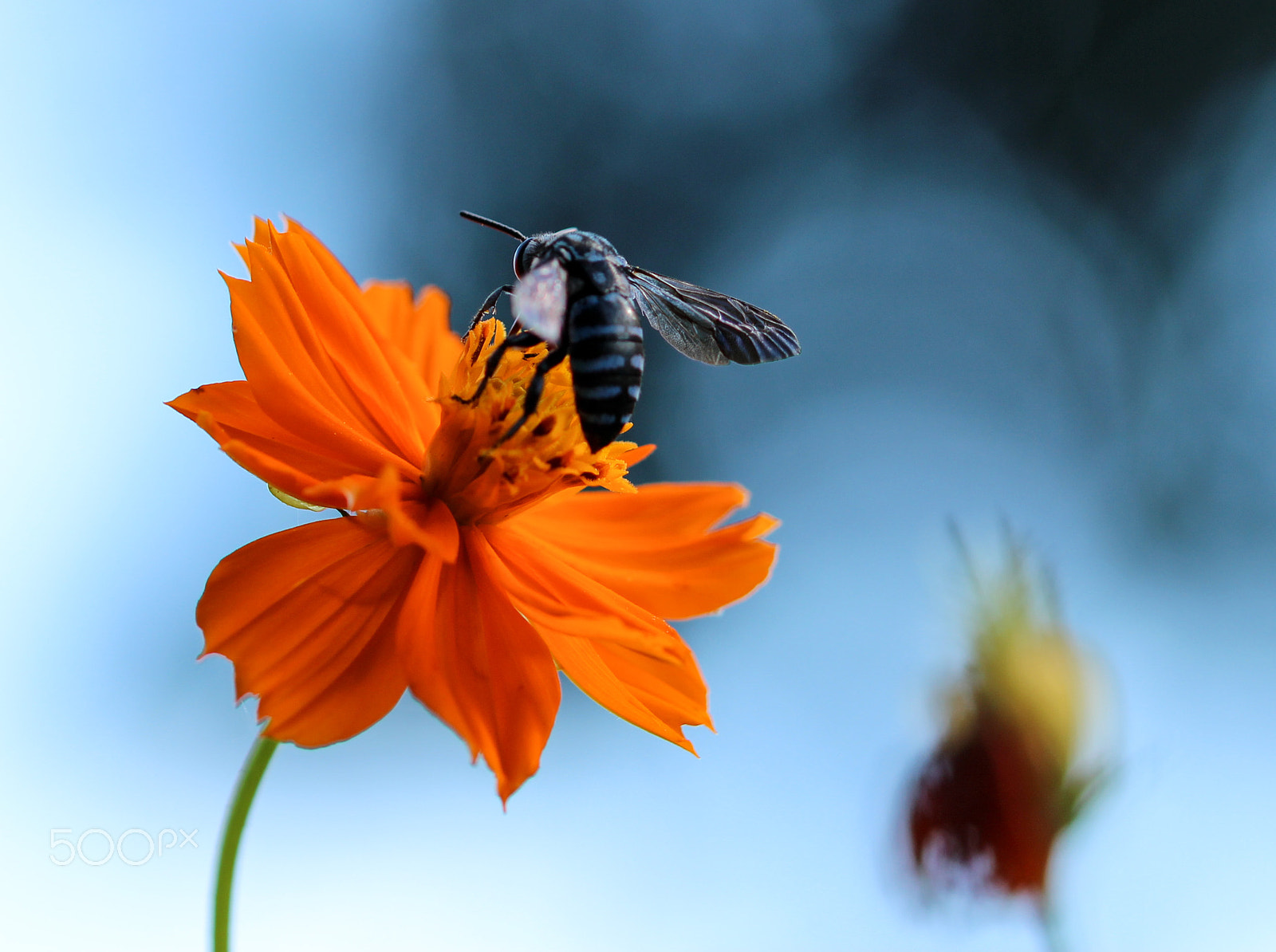 Canon EOS 600D (Rebel EOS T3i / EOS Kiss X5) sample photo. Cuckoo bee photography