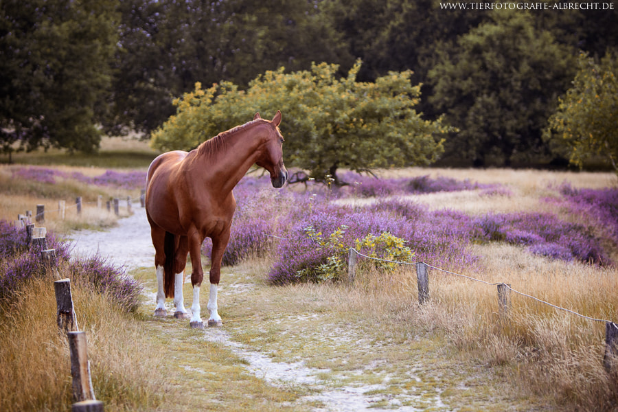 Canon EOS-1D Mark III sample photo. Dunes and heath photography