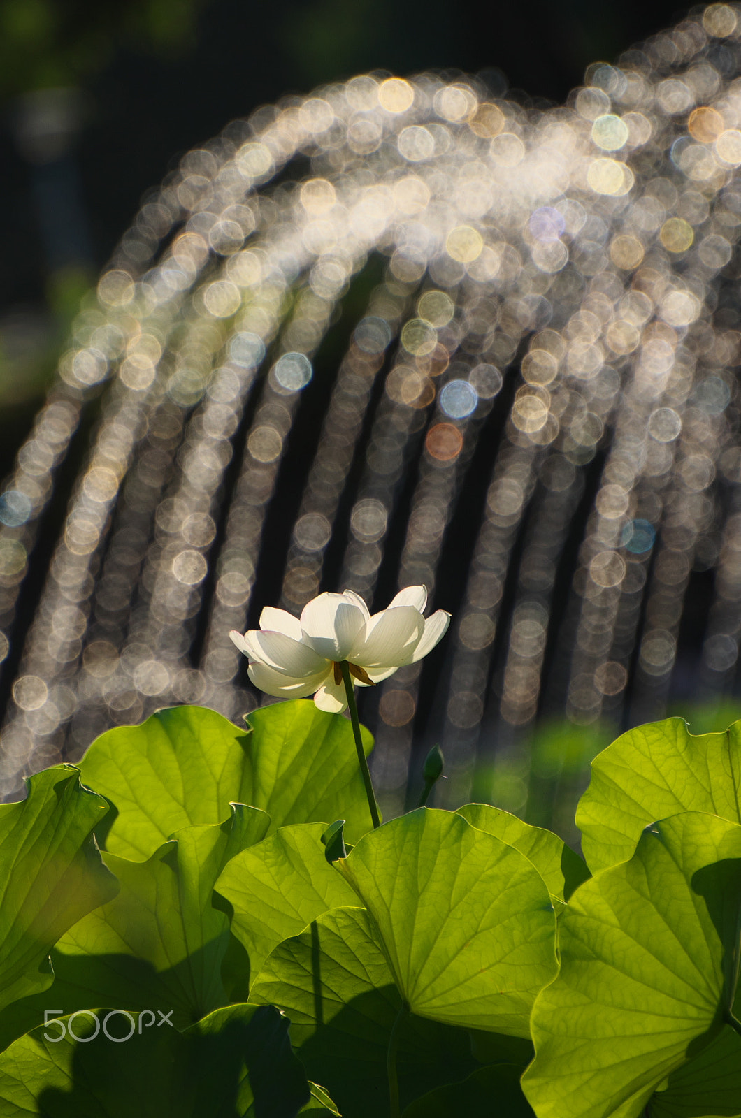 VR 70-300mm F/4.5-5.6 G sample photo. Summer lights photography