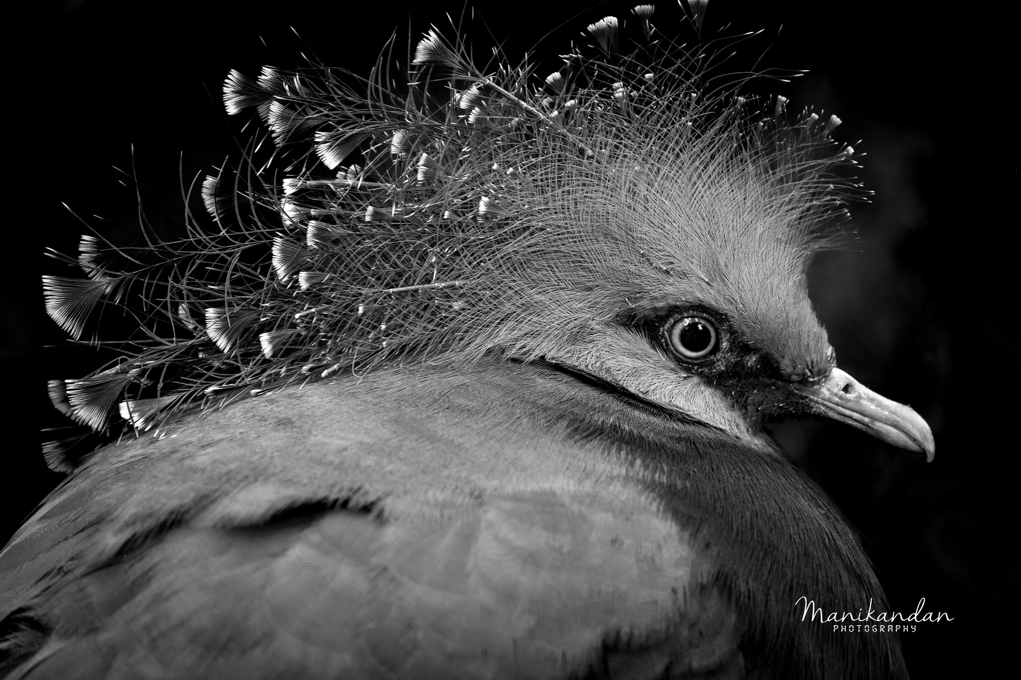 Fujifilm XF 55-200mm F3.5-4.8 R LM OIS sample photo. Victoria crowned pigeon photography