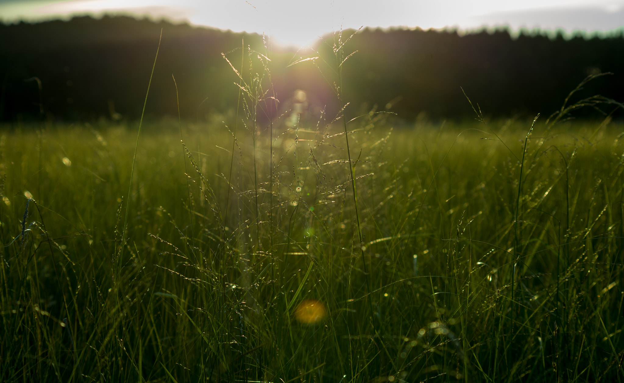 Pentax K-50 sample photo. Sunshine and grass photography