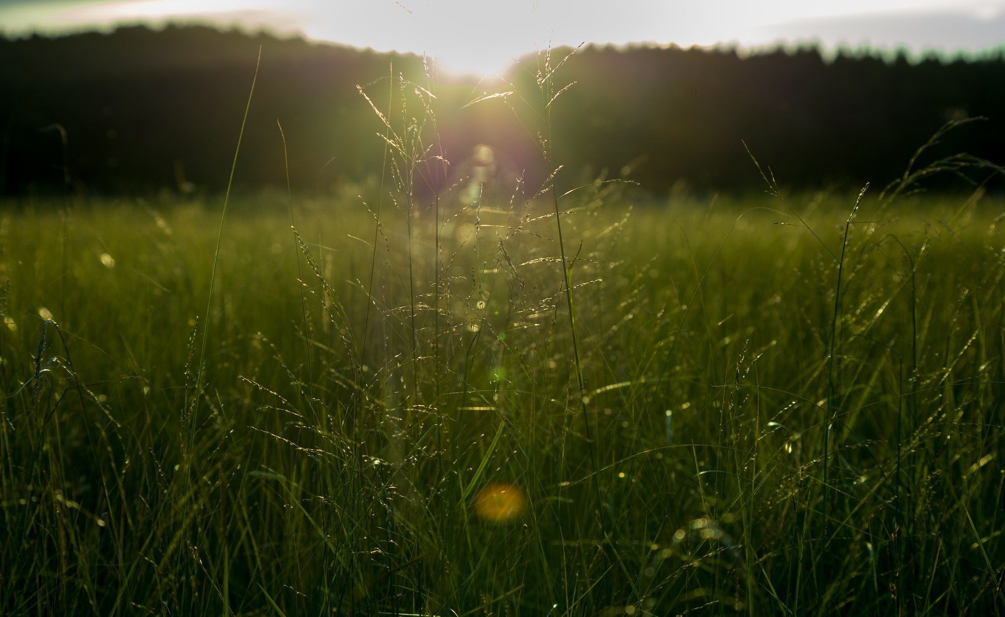 smc PENTAX-DA L 55-300mm F4-5.8 ED sample photo. Sunshine and grass photography