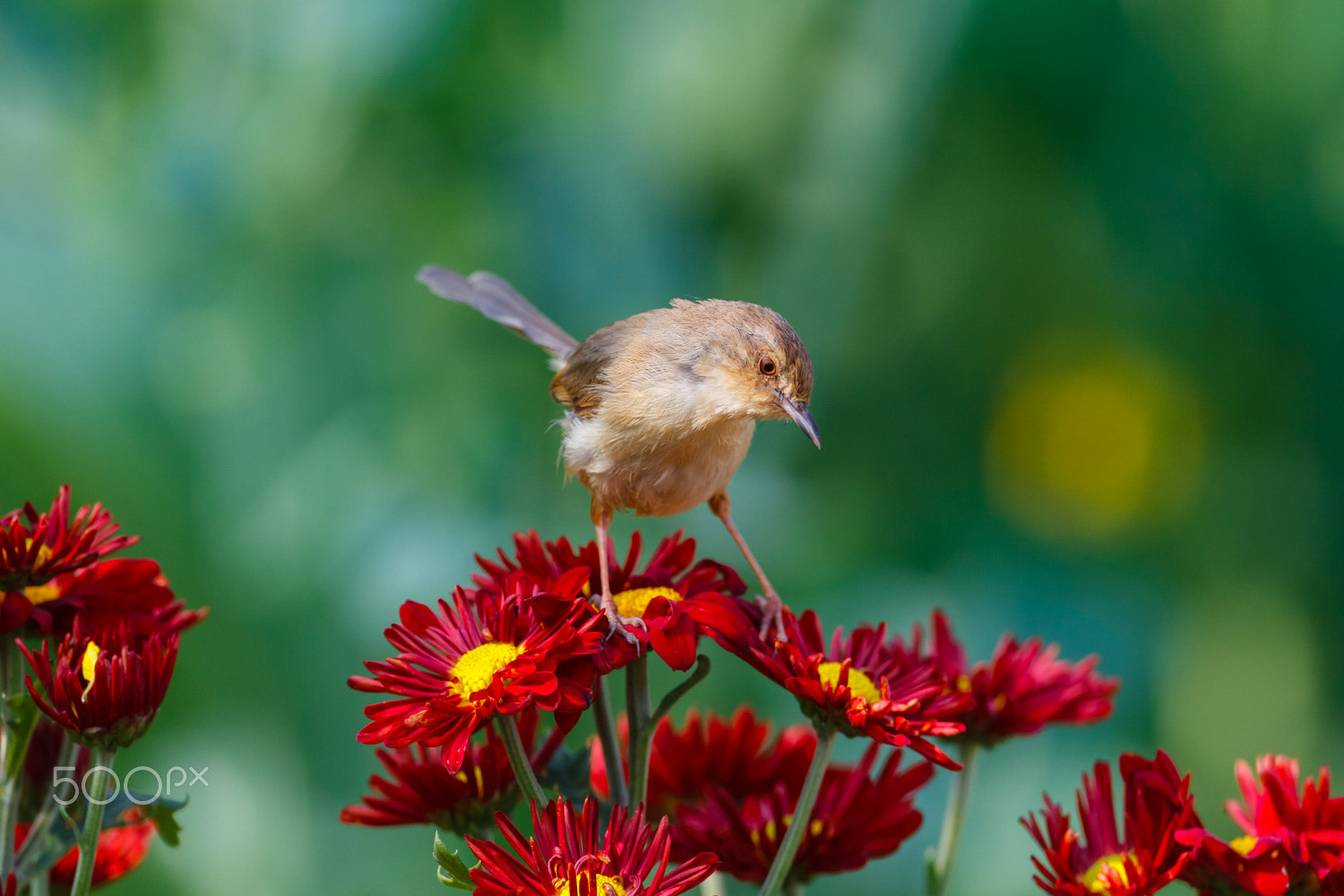 Canon EF 500mm F4L IS USM sample photo. Plain prinia photography