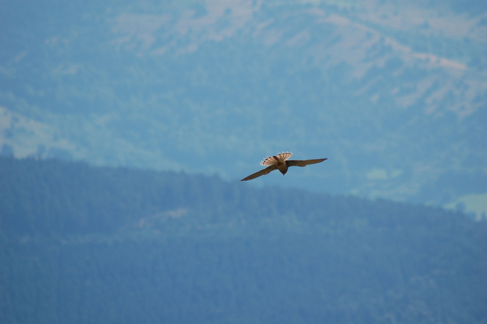Sigma 70-300mm F4-5.6 APO DG Macro sample photo. Falcon photography
