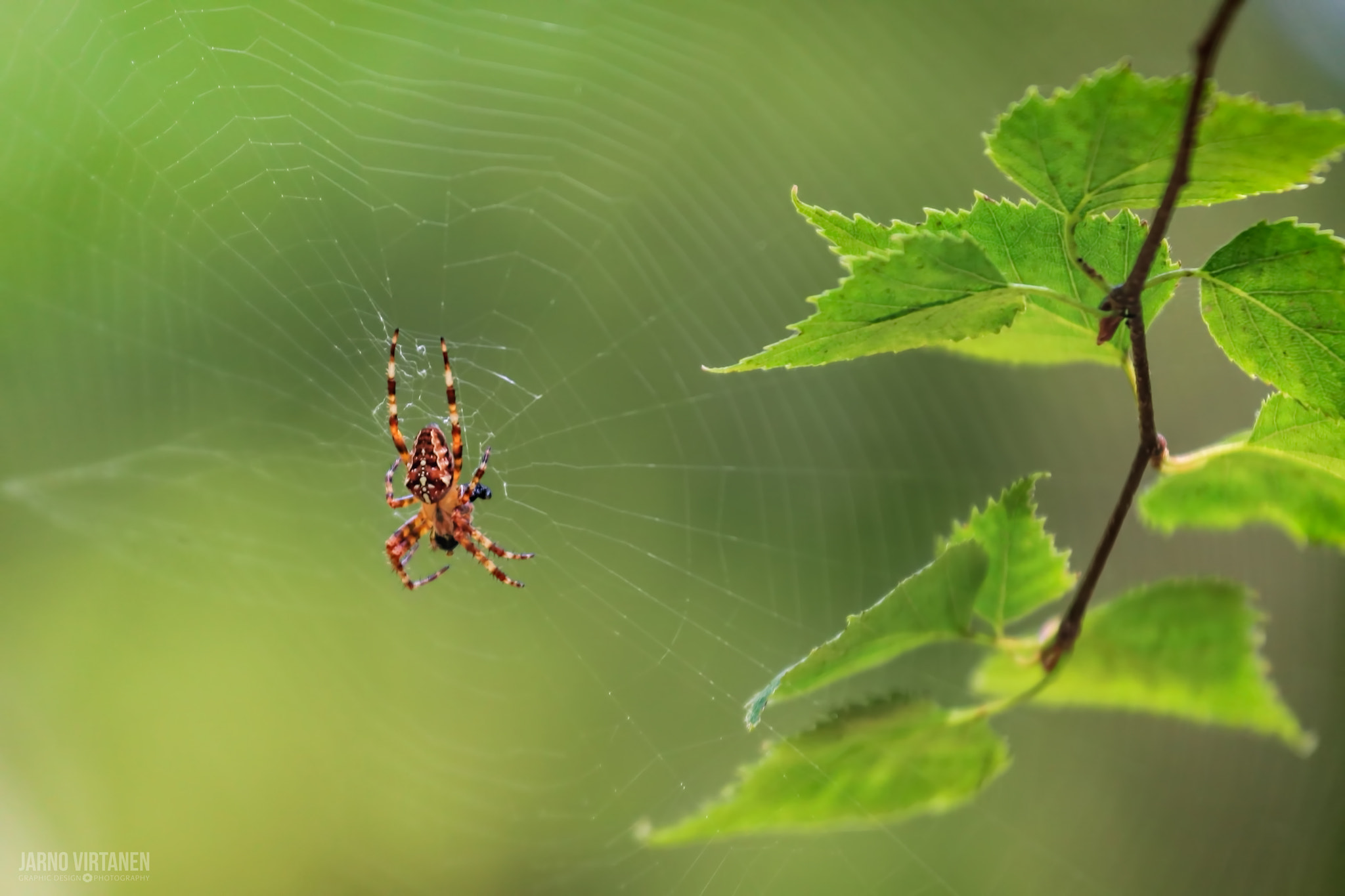 Canon EF 70-200mm F4L IS USM sample photo. Summer-spyder photography