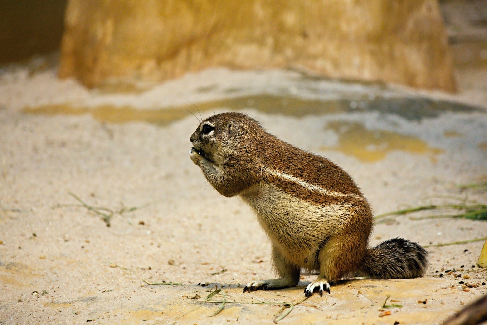 Canon EOS 40D sample photo. Cape ground squirrel photography