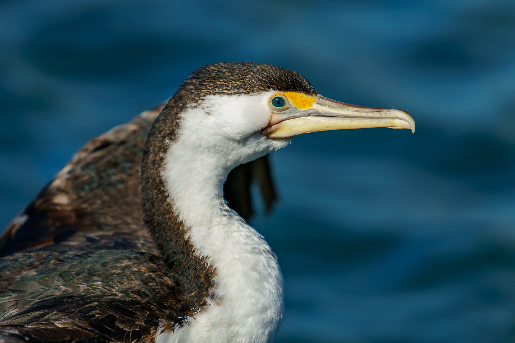 Sony a6300 + Sony FE 70-200mm F4 G OSS sample photo. Australian pied cormorant photography