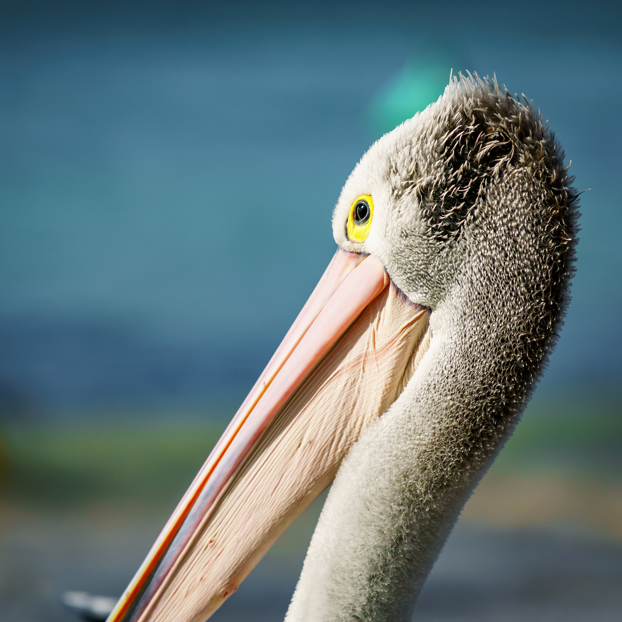 Sony a6300 + Sony FE 70-200mm F4 G OSS sample photo. Up close photography