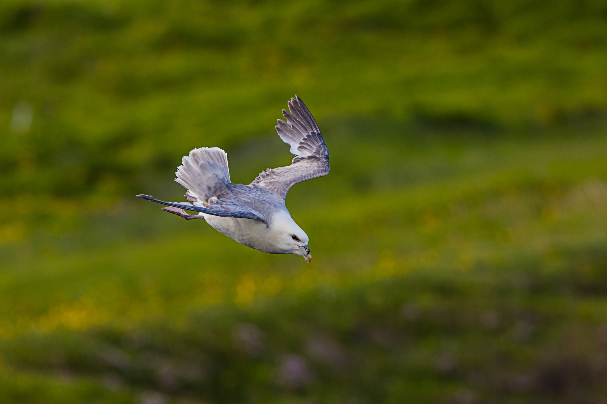 Canon EF 300mm F2.8L IS II USM sample photo. Landing photography