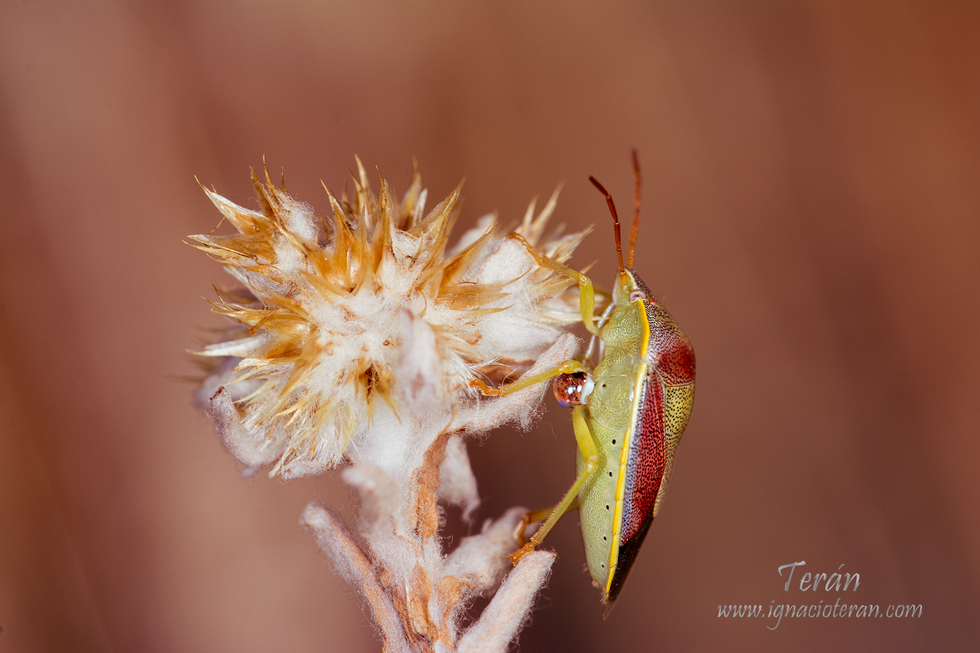 Sigma 150mm F2.8 EX DG Macro HSM sample photo. Bug photography