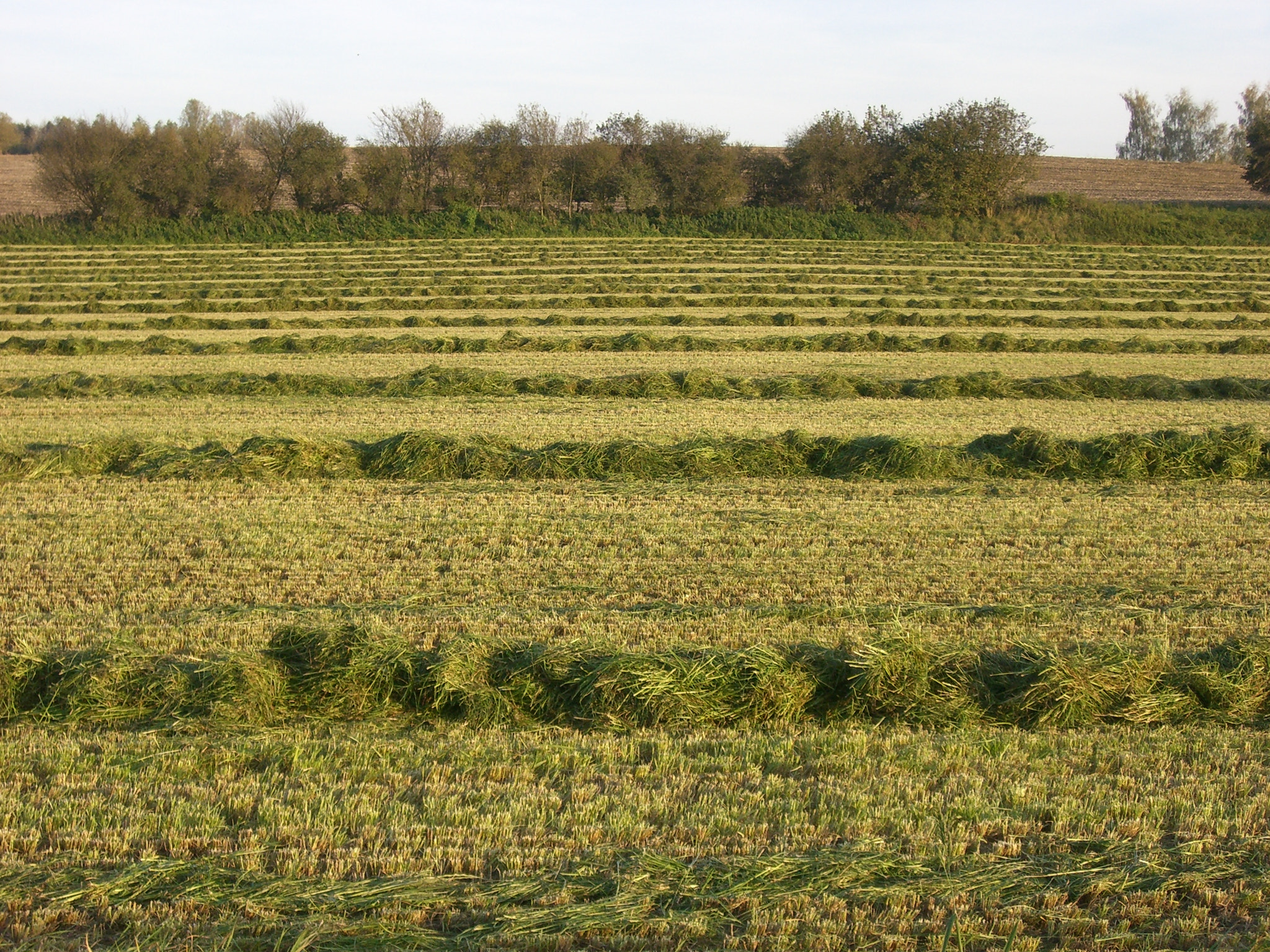 CASIO EX-S600 sample photo. The beauty of agriculture photography