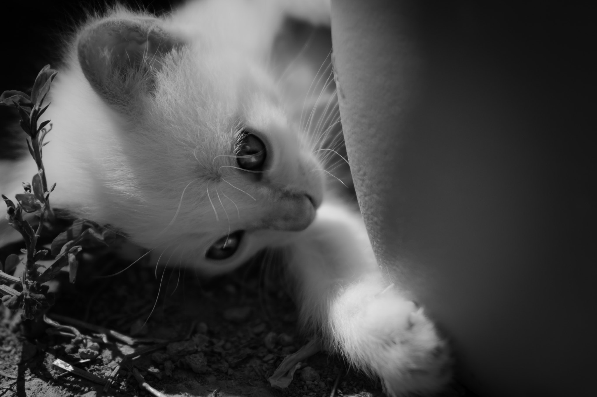 Pentax K-r sample photo