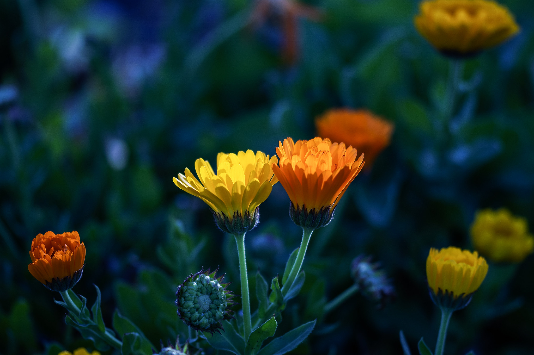 Sony SLT-A58 + 105mm F2.8 sample photo. Abg_20160821 photography