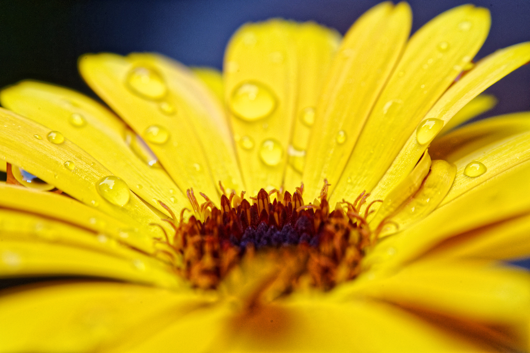 Nikon D700 + Manual Lens No CPU sample photo. Calendula officinalis photography