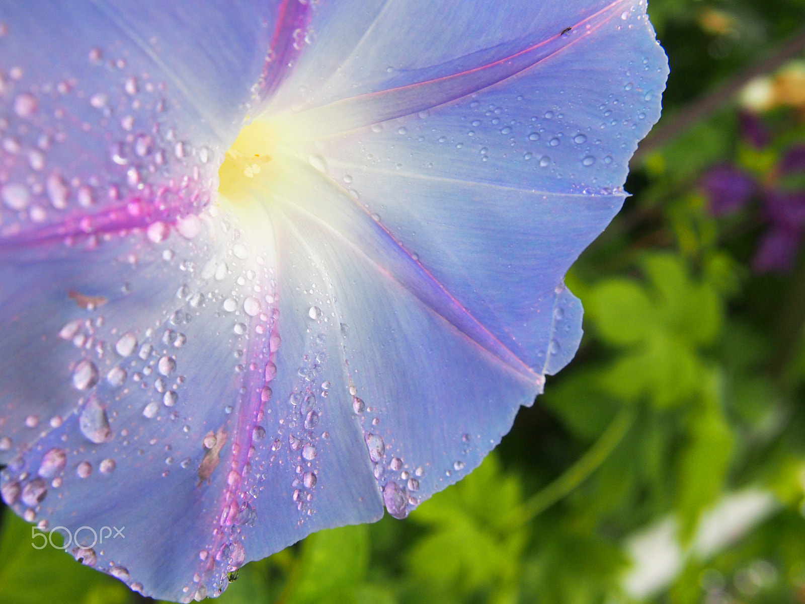Olympus PEN E-PM1 sample photo. Morning glory photography