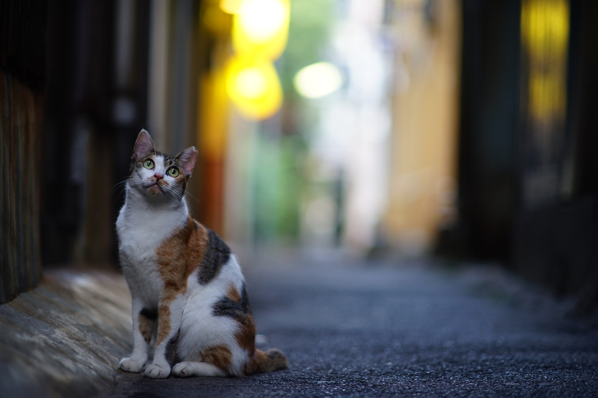Minolta AF 85mm F1.4 G (D) sample photo. Beppu city cat photography