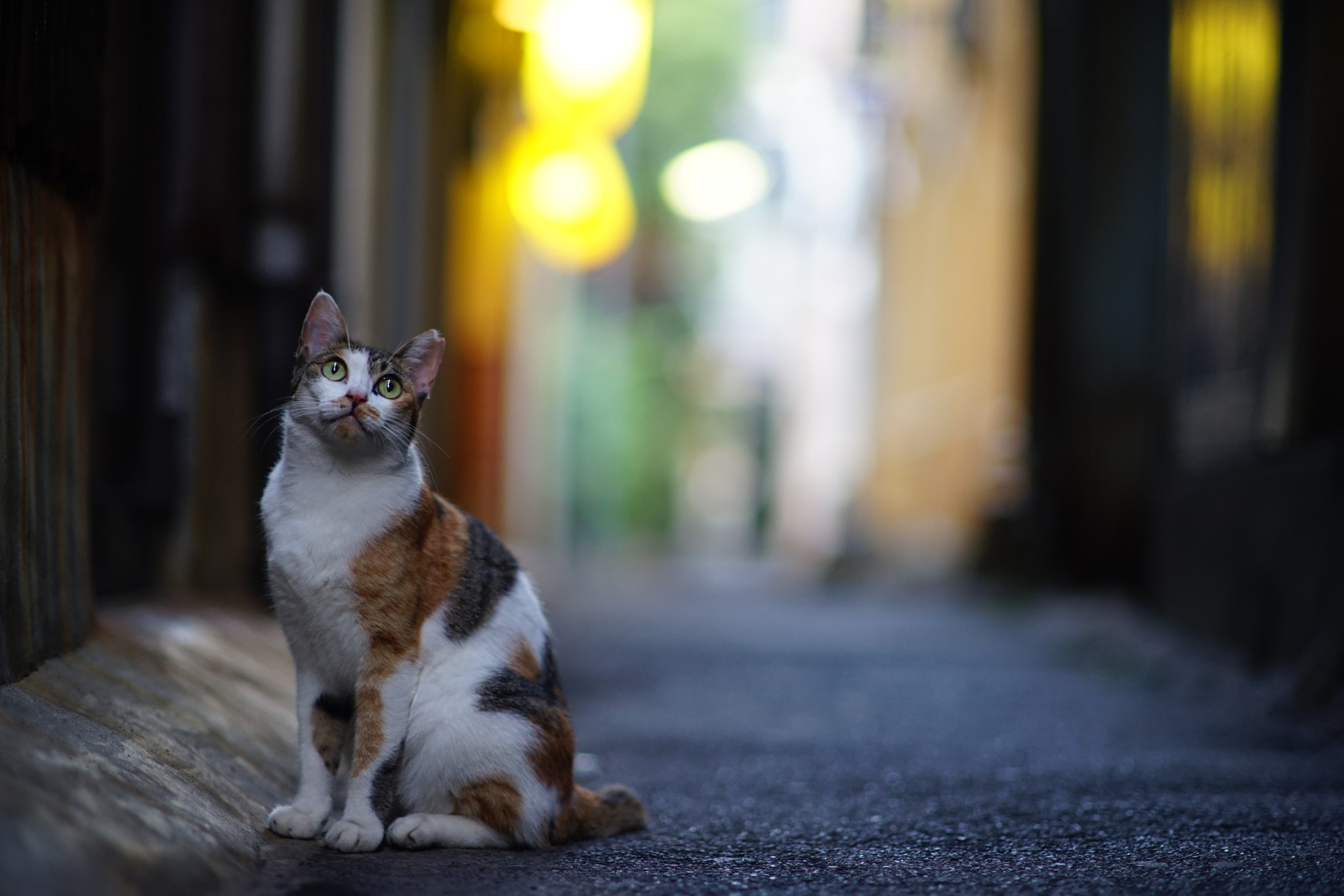 Sony a7 II + Minolta AF 85mm F1.4 G (D) sample photo. Beppu city cat photography