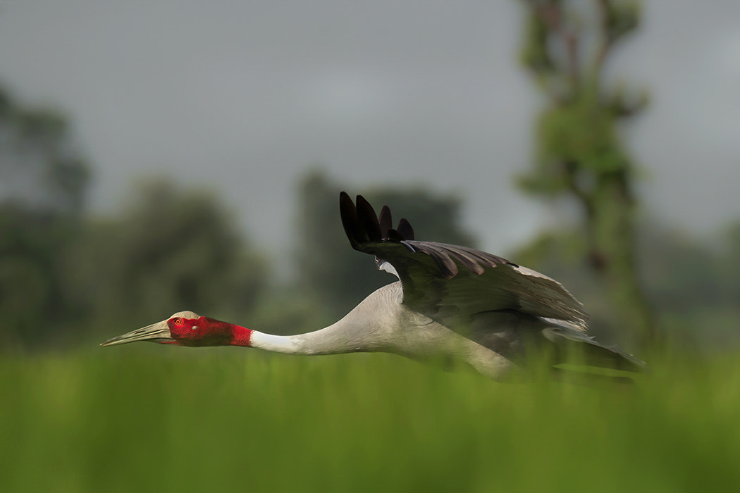 150-600mm F5-6.3 DG OS HSM | Sports 014 sample photo. Saras crane photography