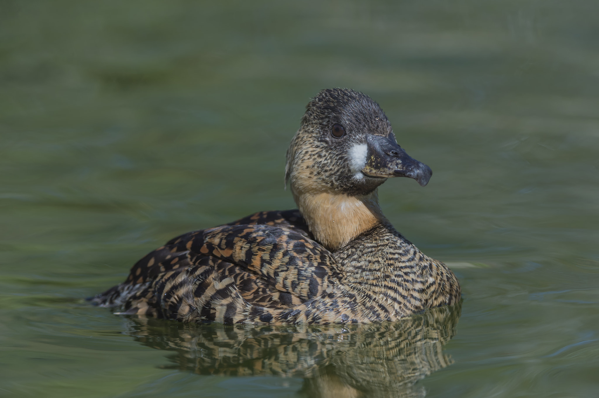 Nikon AF-S Nikkor 200-400mm F4G ED-IF VR sample photo. On a calm day... photography