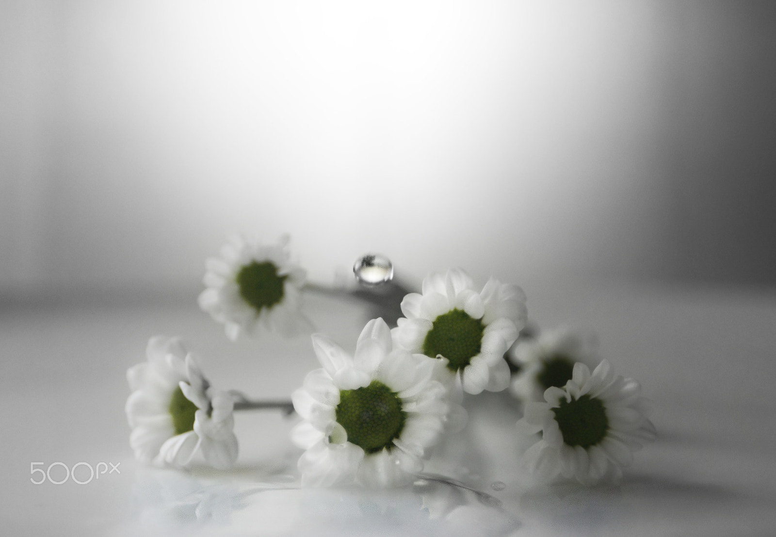 Nikon D600 sample photo. Drop in daisy photography