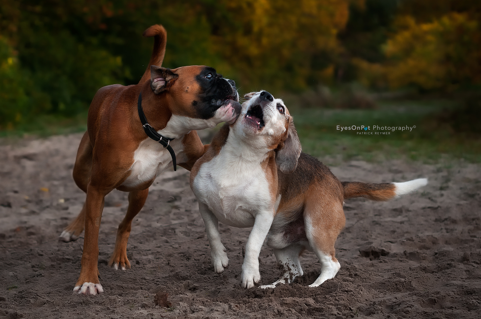 Nikon D300 + Nikon AF-S Nikkor 50mm F1.4G sample photo. Beagles vs boxer photography