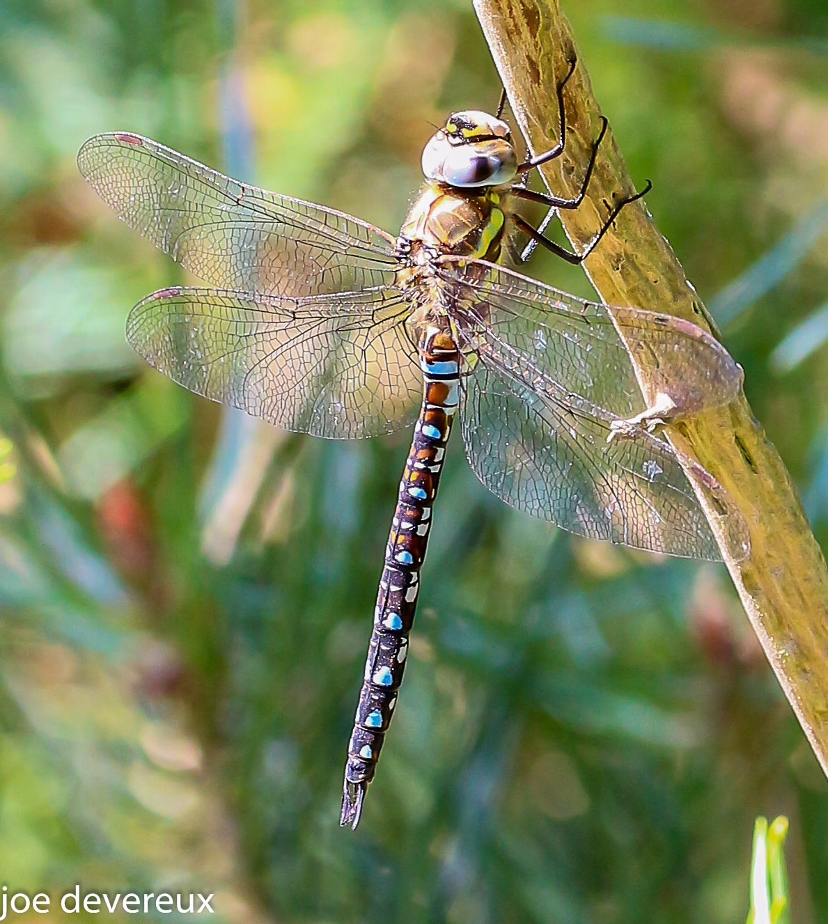Canon EOS 100D (EOS Rebel SL1 / EOS Kiss X7) sample photo. Migrant hawker  photography
