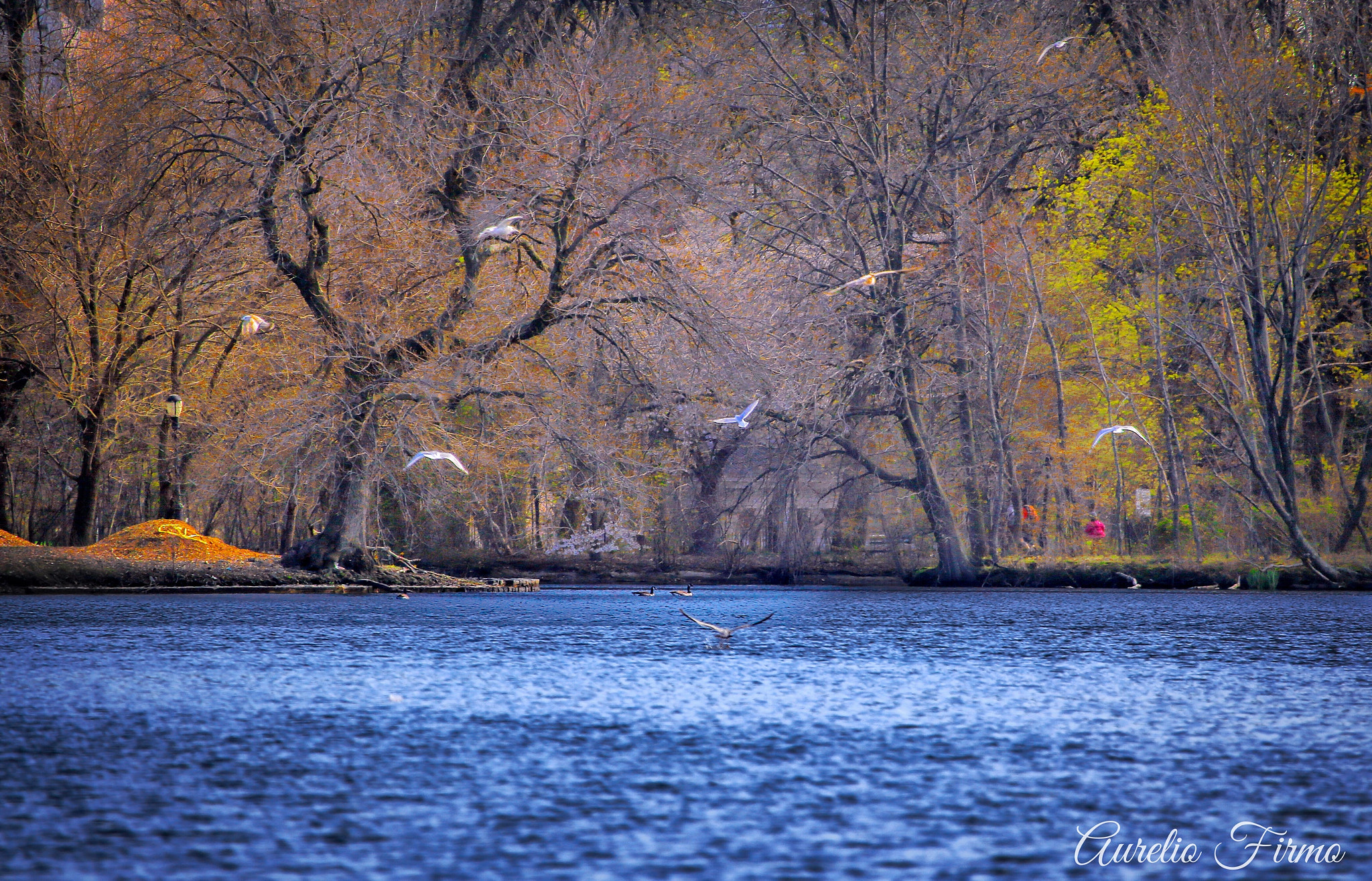 Canon EF 100-400mm F4.5-5.6L IS USM sample photo. Prospect park ny photography