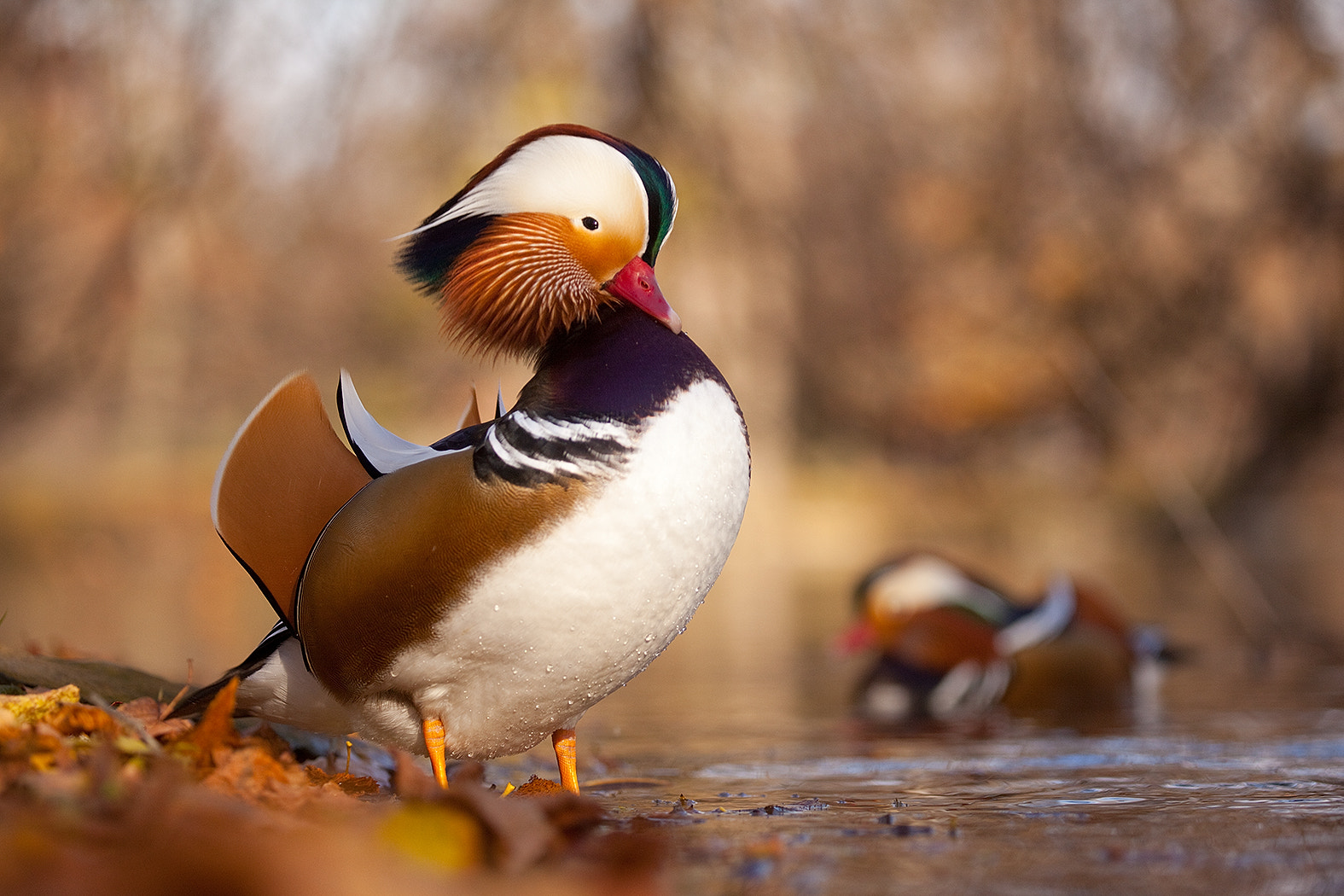 Canon EF 100-400mm F4.5-5.6L IS USM sample photo. Mandarin duck photography