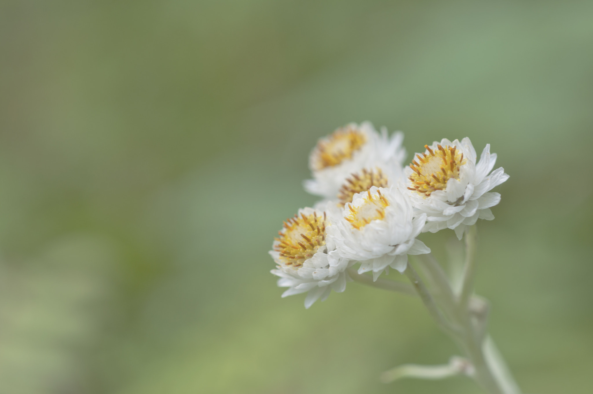 Nikon D90 + Nikon AF Micro-Nikkor 60mm F2.8D sample photo. Immortelle photography