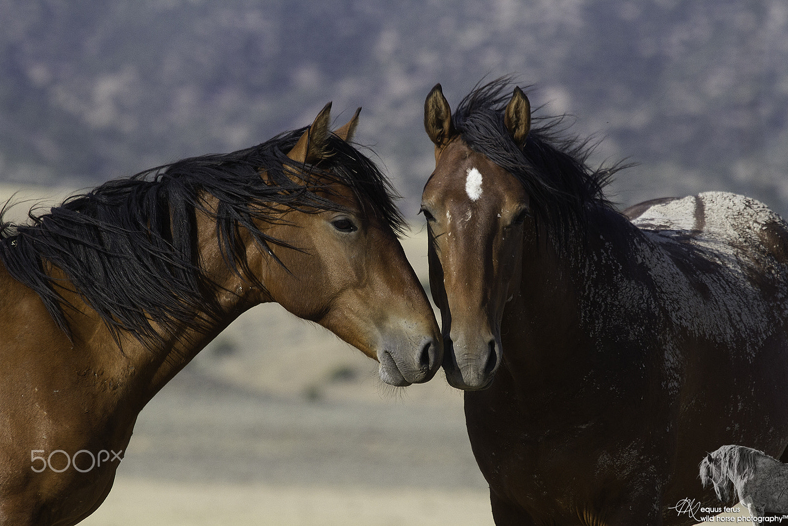 Canon EOS 7D + Canon EF 100-400mm F4.5-5.6L IS USM sample photo. Chestnut stallions photography
