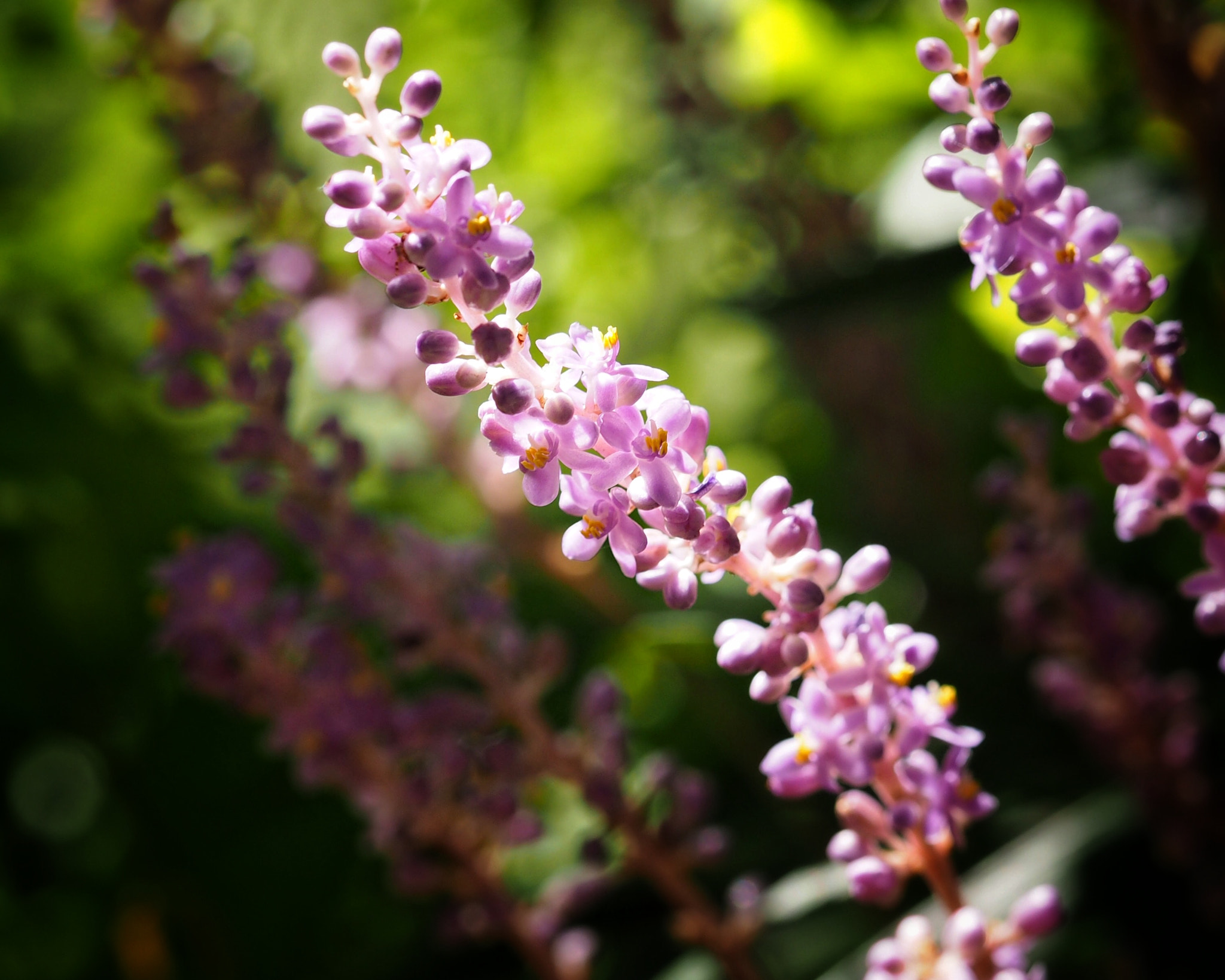 Olympus PEN E-PL7 sample photo. Liriope muscari photography