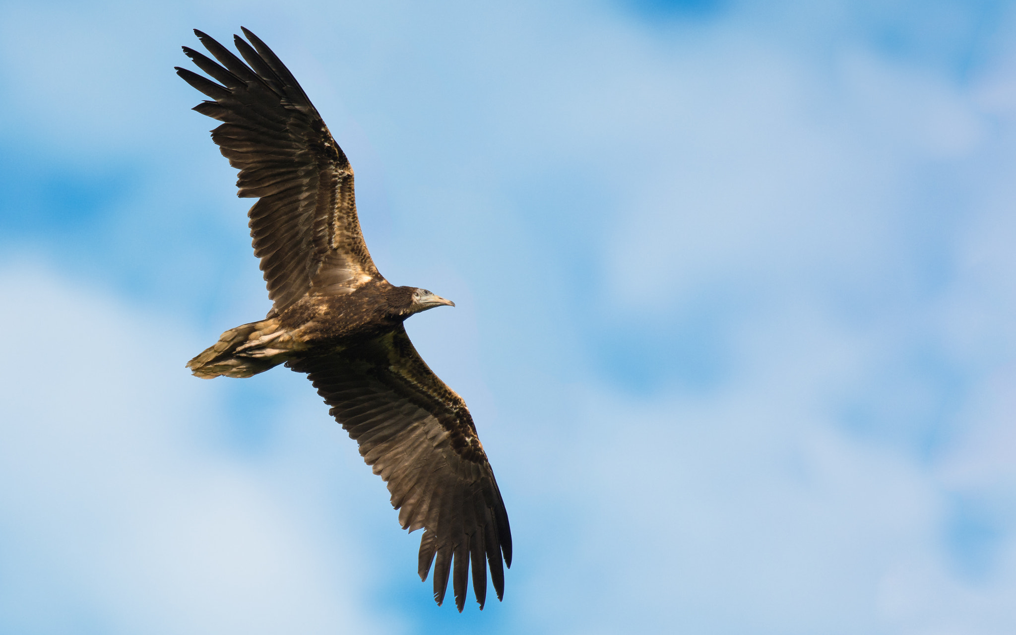 Nikon AF-S Nikkor 200-500mm F5.6E ED VR sample photo. Elegant drone photography