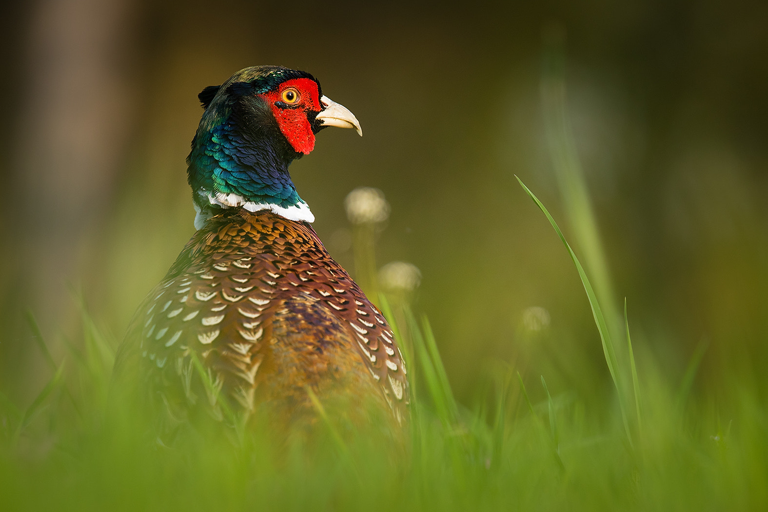 Canon EF 100-400mm F4.5-5.6L IS USM sample photo. Pheasant photography