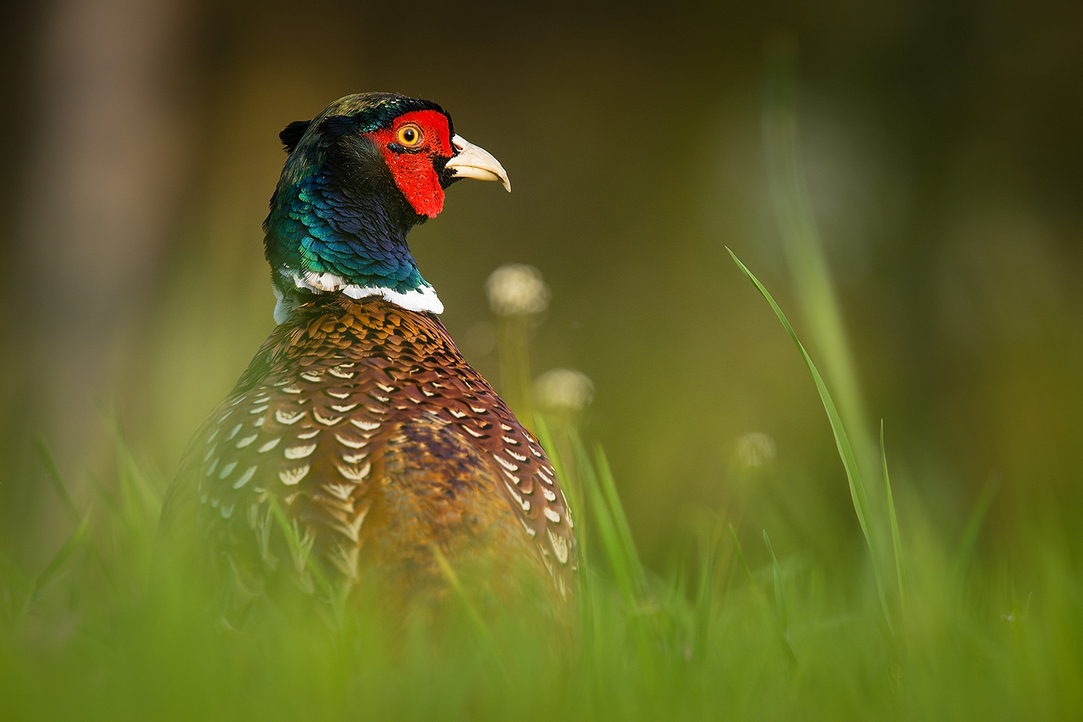 Canon EOS 7D Mark II + Canon EF 100-400mm F4.5-5.6L IS USM sample photo. Pheasant photography