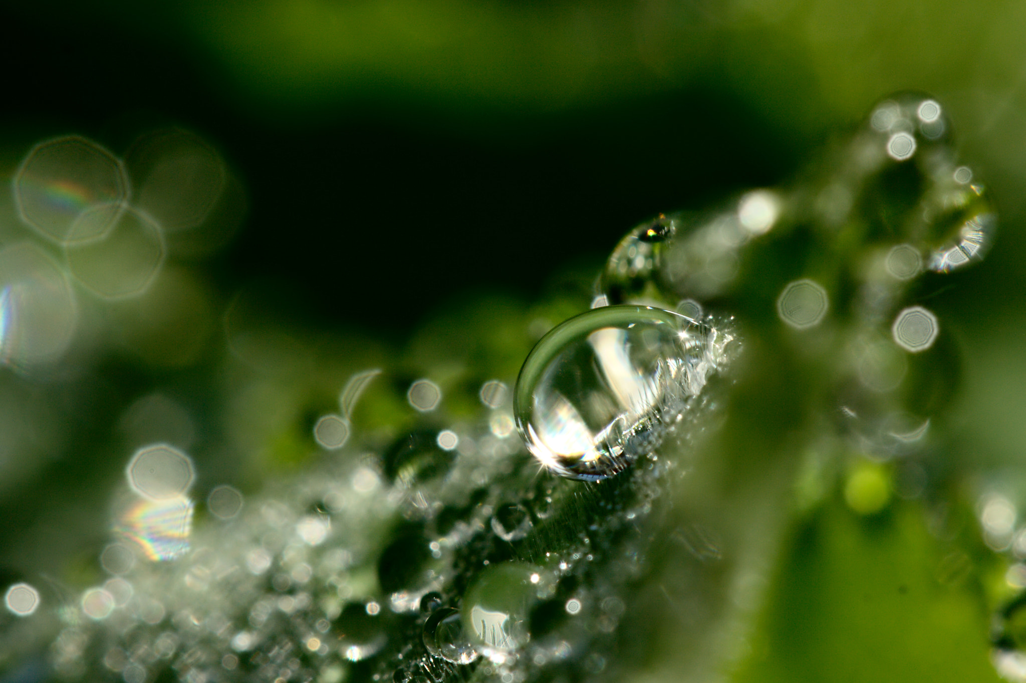 Canon EF 100mm F2.8 Macro USM sample photo. Shiny like a diamond photography