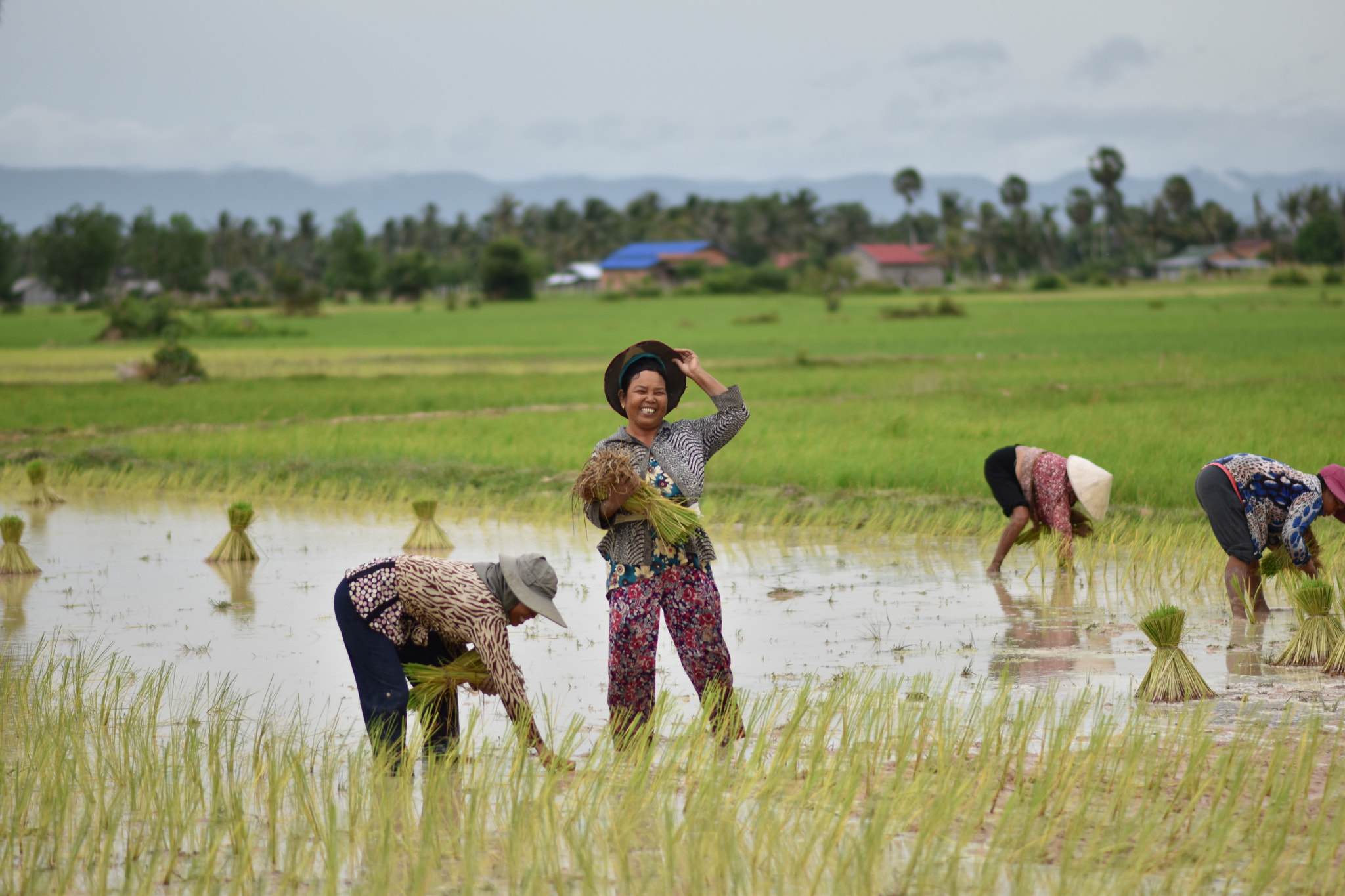Nikon D5500 + Nikon AF-S Nikkor 85mm F1.8G sample photo. A good day of rice photography