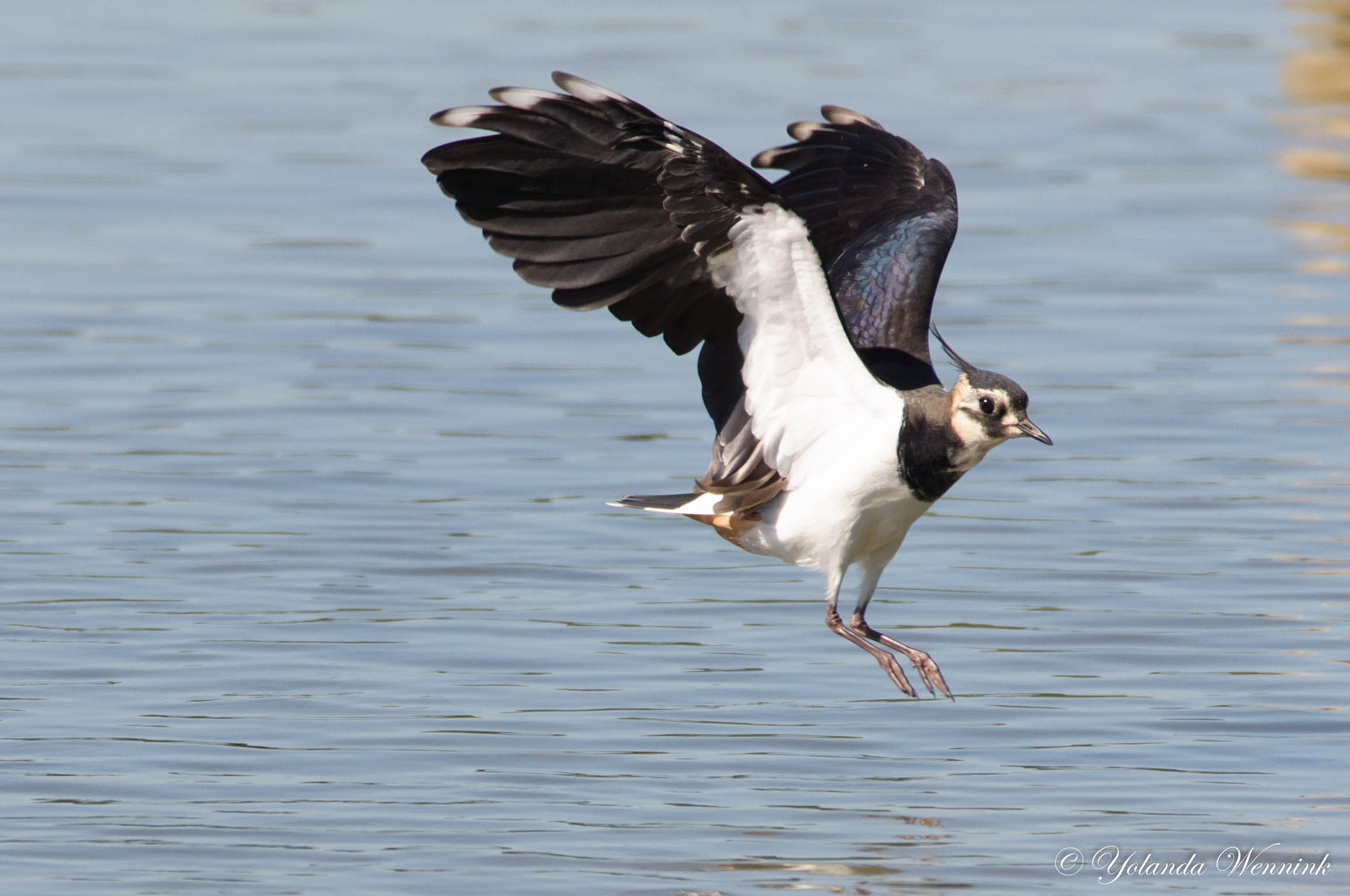 Sigma 150-600mm F5-6.3 DG OS HSM | C sample photo. Nice landing! photography