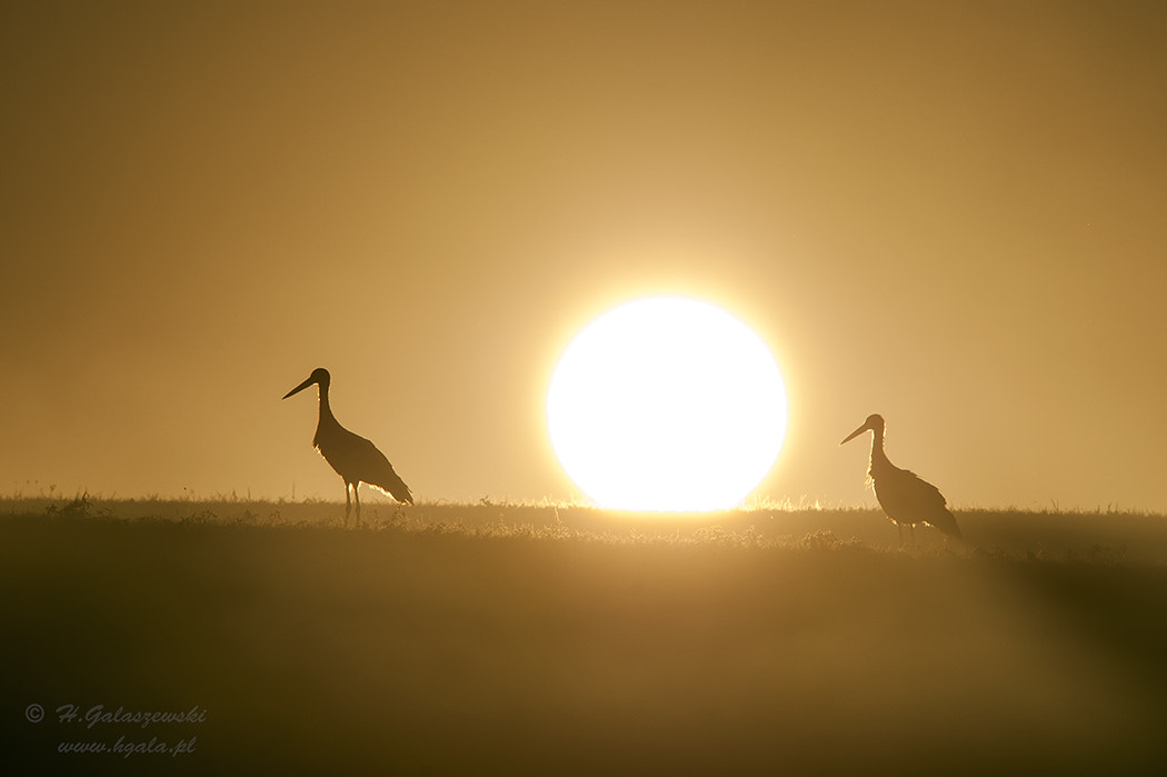 Nikon D300S sample photo. Storks photography