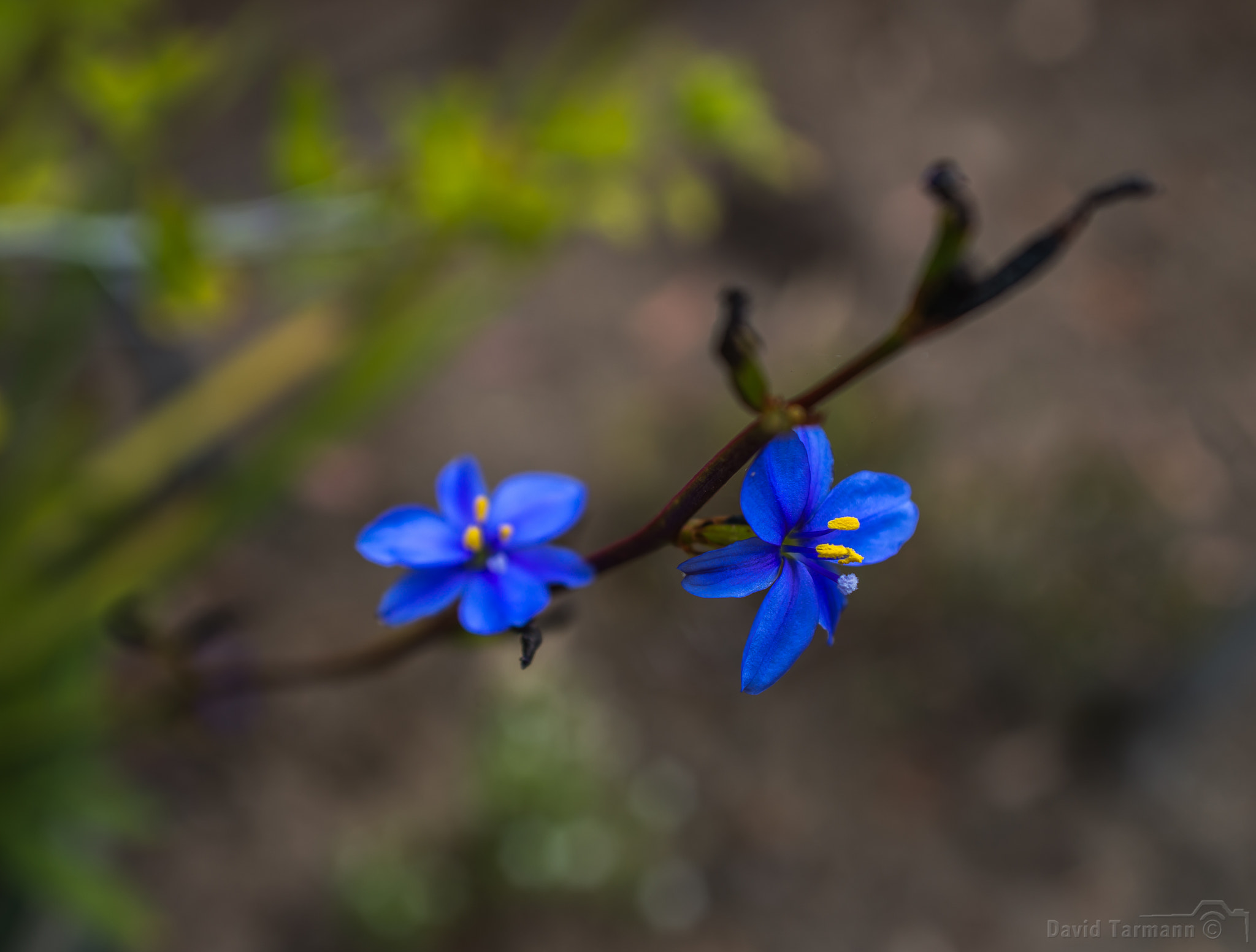 AF Zoom-Nikkor 28-85mm f/3.5-4.5 sample photo. Bluestar iii photography