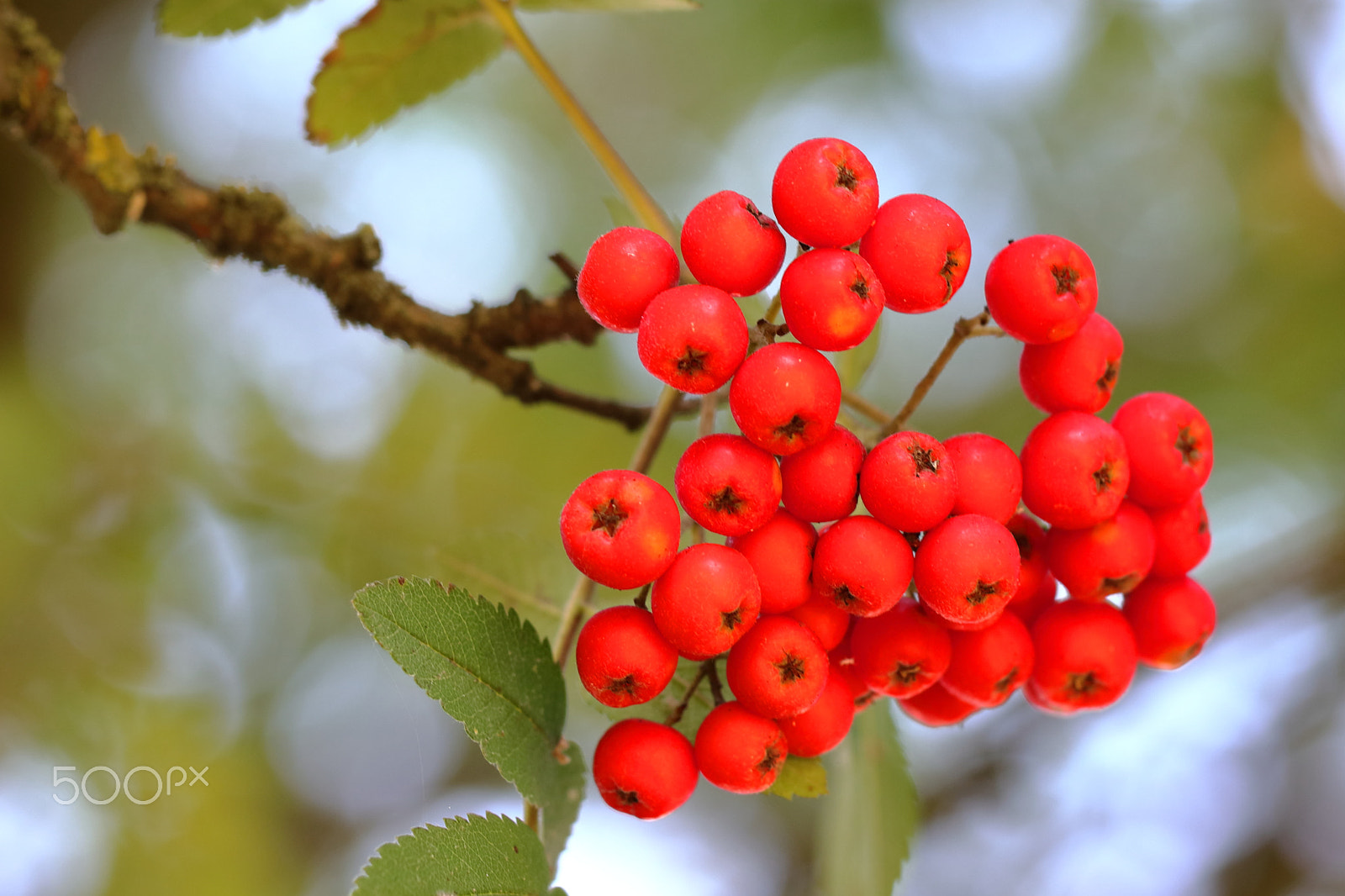 Canon EF 100mm F2.8L Macro IS USM sample photo. Rowanberry photography