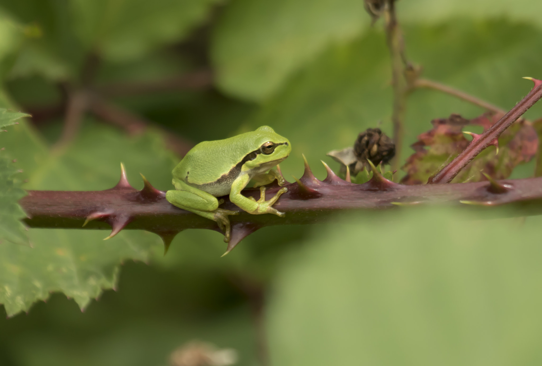 Canon EF 100-400mm F4.5-5.6L IS USM sample photo