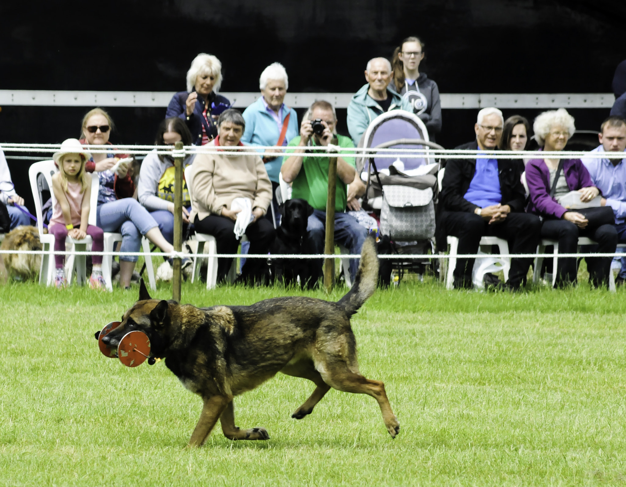 Sigma 70-300mm F4-5.6 APO DG Macro sample photo. Performing in front of my peers and their humans photography