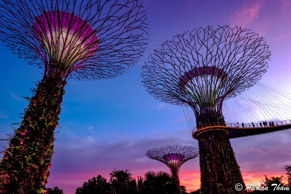 Nikon AF-S Nikkor 17-35mm F2.8D ED-IF sample photo. Gardens by the bay photography