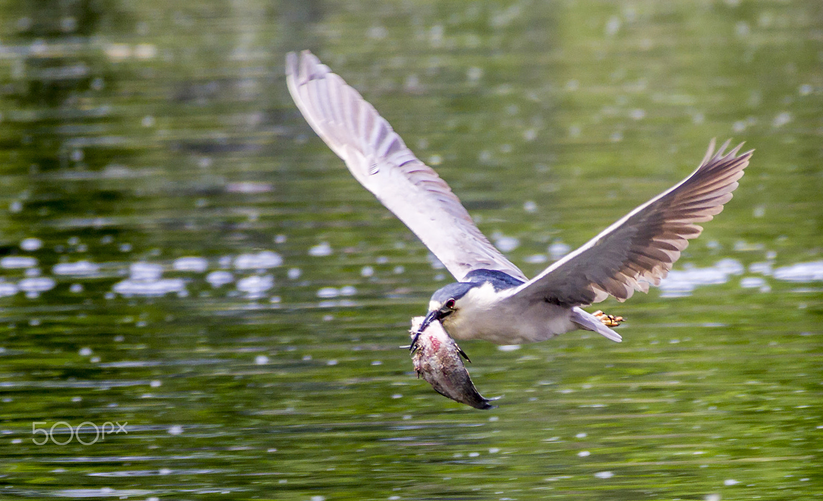 Canon EOS 60D + Canon EF 70-200mm F2.8L IS II USM sample photo. Flying black crowned night heron caught a fish in photography