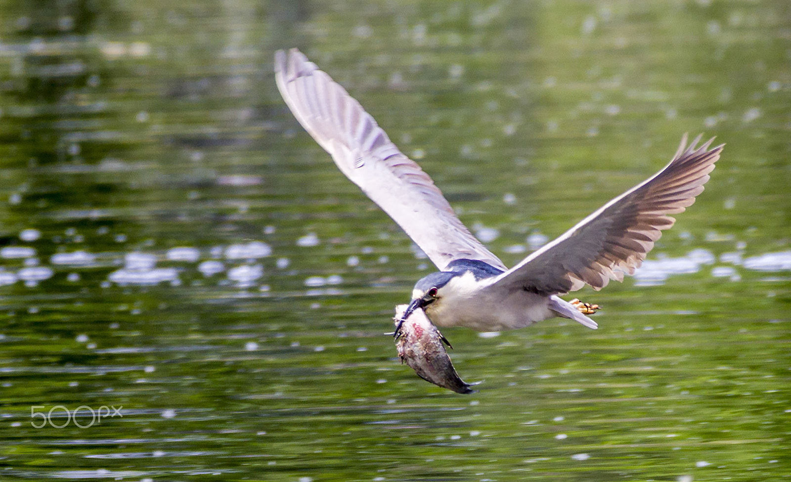 Canon EF 70-200mm F2.8L IS II USM sample photo. Flying black crowned night heron caught a fish in photography
